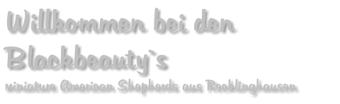 Willkommen bei den Blackbeauty`s Miniature American Shepherds aus Recklinghausen